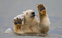 北极熊母子的幸福生活